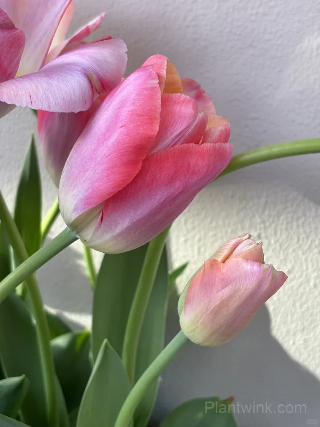 Peach Pink Tulip Bulbs – Coral Orange Flowering Tulips for Garden, Pots & Patio - View 12