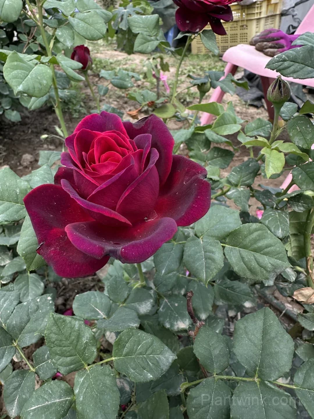 Deep Purple Rose Seeds – Elegant Double Blooms, Easy to Grow - View 6
