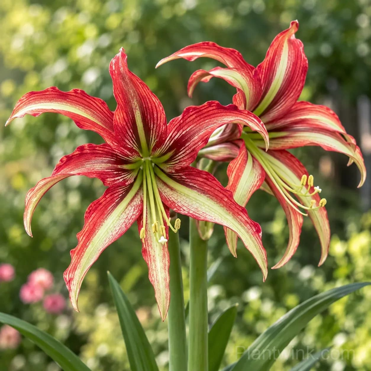 Rare Amaryllis Bulbs – 12 Stunning Varieties in One Complete Collection - View 2