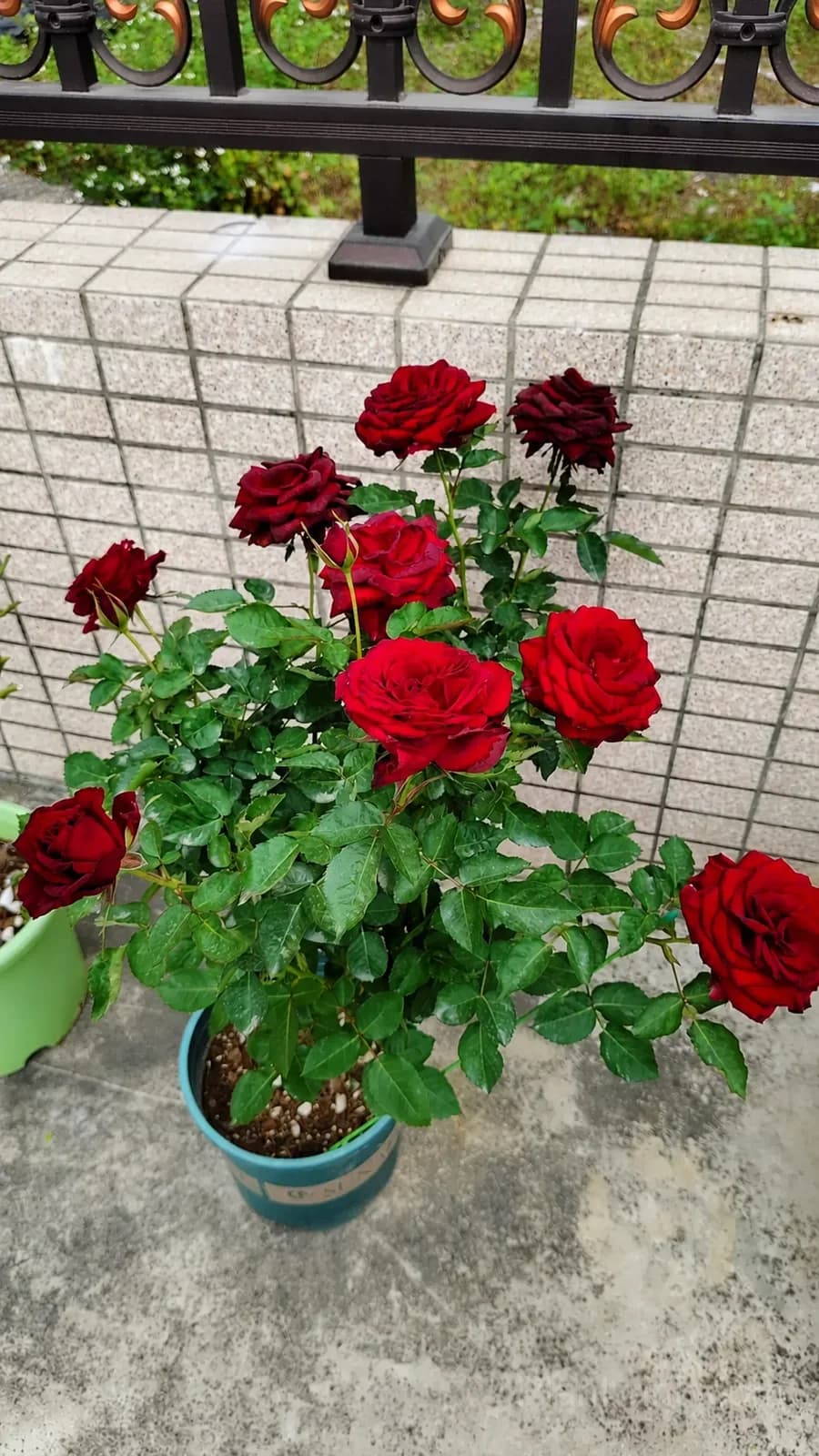 Red Velvet Rose Seeds - Dark Red Hybrid Tea Cut Flower, Velvet Petals & Long Vase Life - View 5