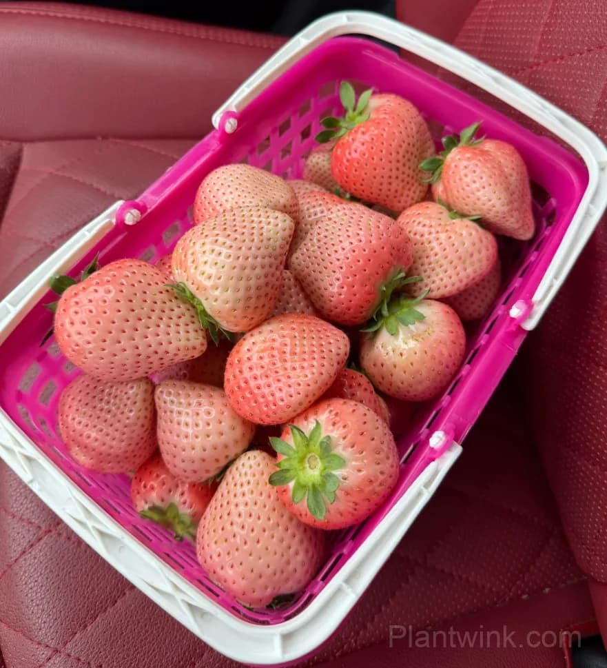 Fenyu Pink Strawberry Seeds – Sweet, Juicy & Easy to Grow - View 4