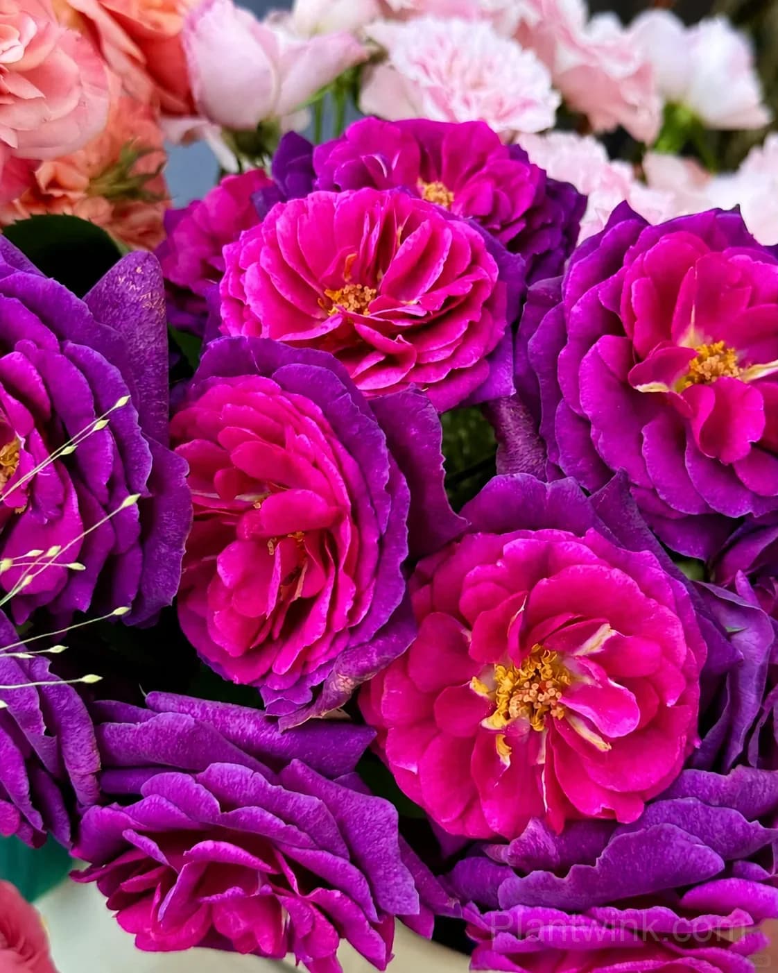 Purple Magenta Rose Seeds – Large Double Blooms, Easy to Grow - View 1