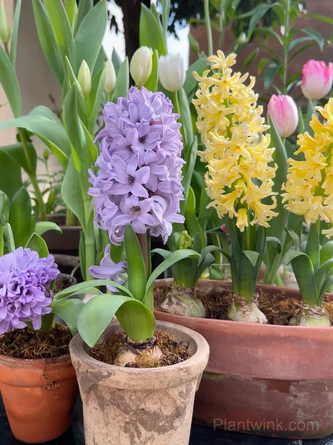 Hyacinth Bulbs – Fragrant Spring Flowers for Garden, Pots & Indoor Planting - Main