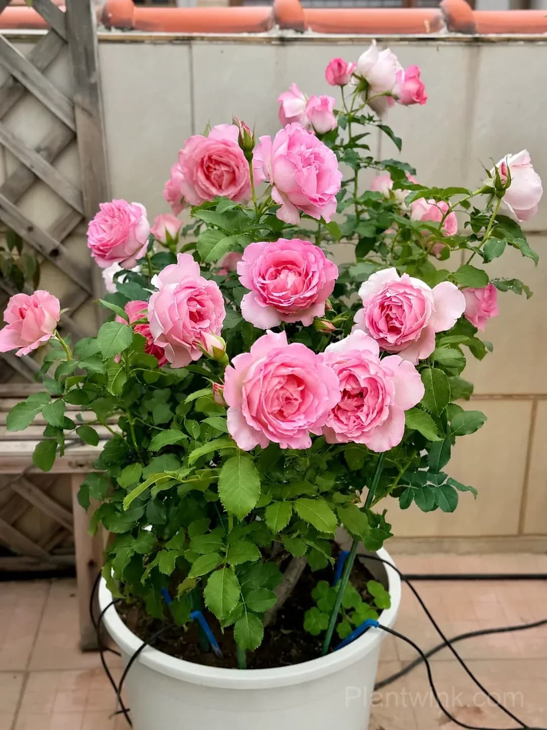 Pink Rose Seeds – Large Ruffled Double Roses for Garden, Patio & Home Growing - Alt