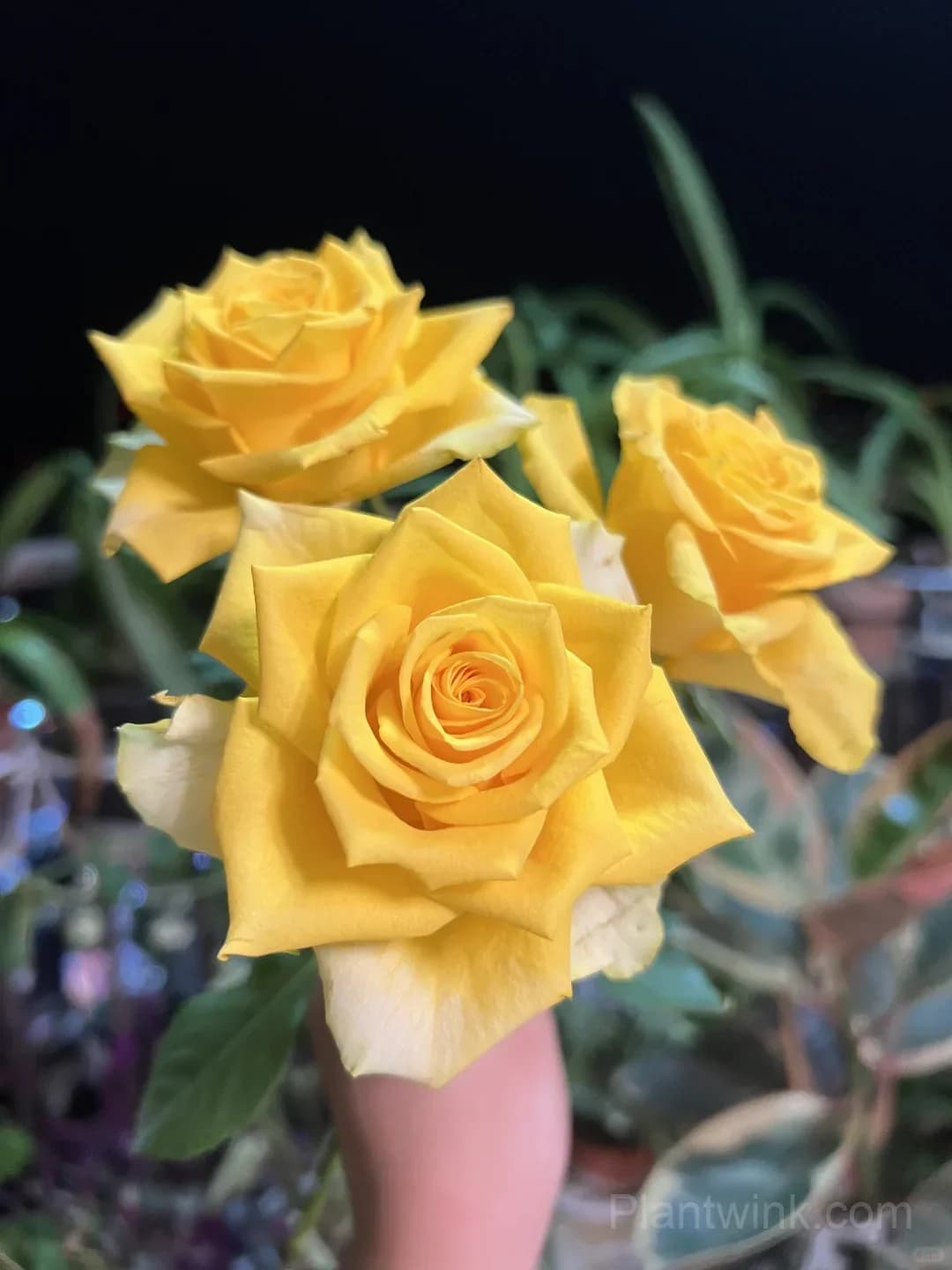 Gold Fury Rose Seeds - Bright Golden Yellow Floribunda Cut Flower, Disease Resistant Garden Plant - View 8