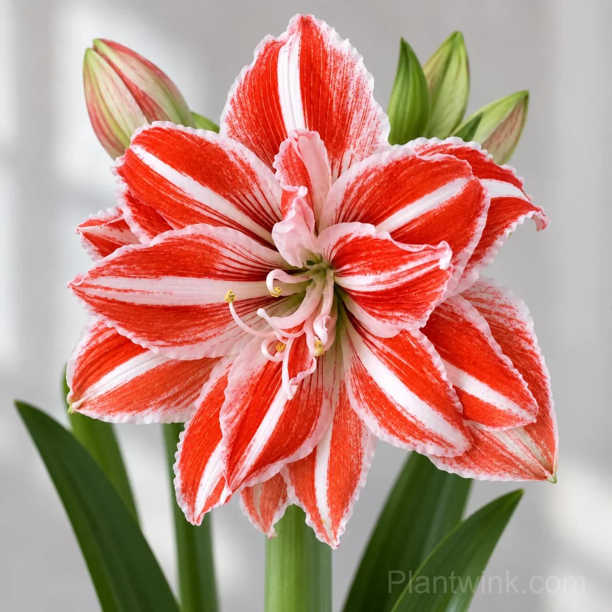 Rare Amaryllis Bulbs - View 3