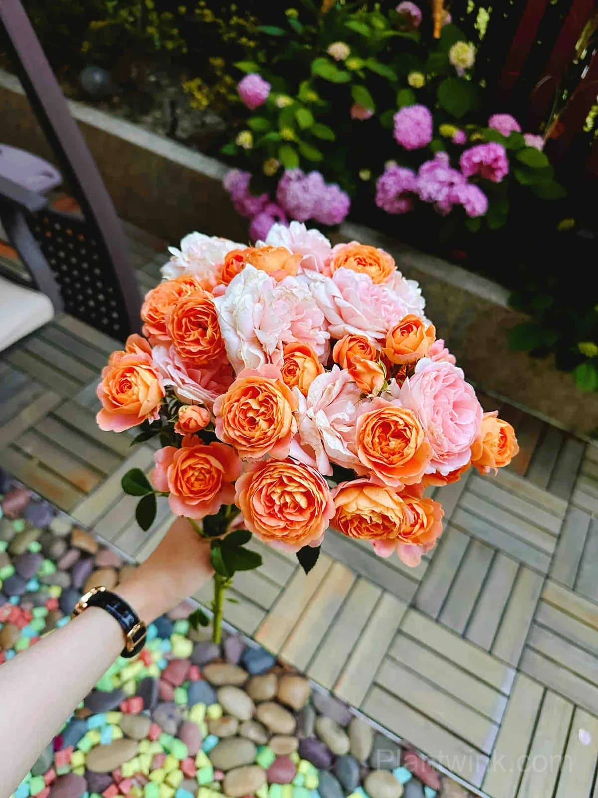 Orange Patio Rose Seeds – Vibrant Blooms, Compact Growth & Easy to Grow - View 3