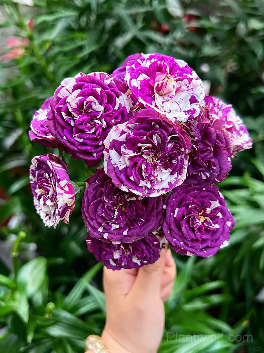 Scented Jewel Rose Seeds - Rare Purple & White Striped Miniature Rose, Strong Fragrant Patio Plant - Main