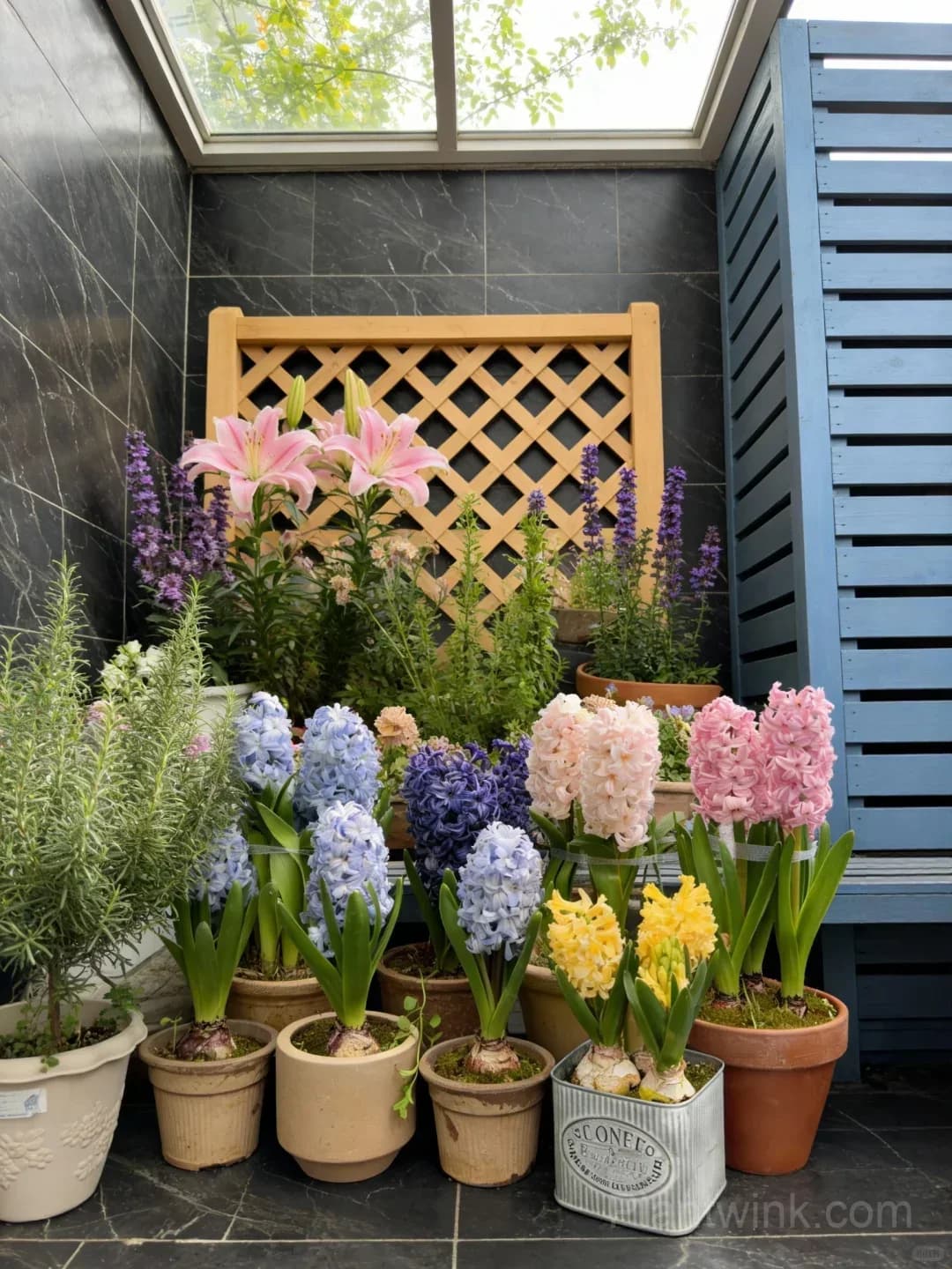 Hyacinth Bulbs – Fragrant Spring Flowers for Garden, Pots & Indoor Planting - Alt