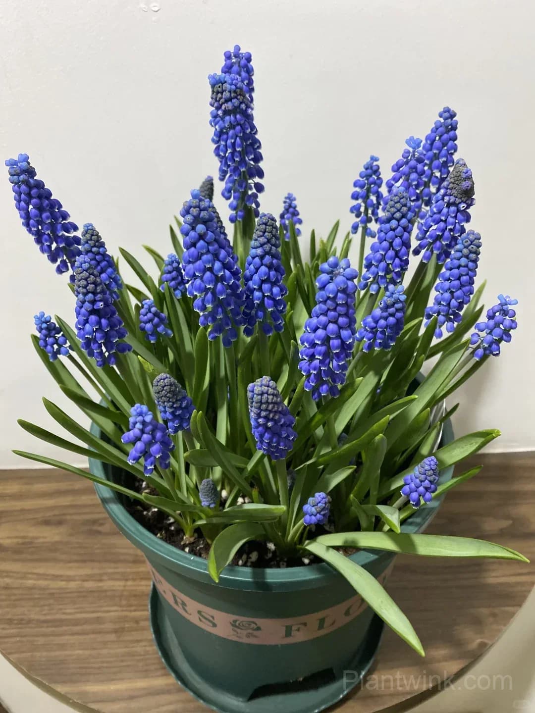 Grape Hyacinth Bulbs (Muscari) – Fragrant Blue Spring Flowers for Garden, Pots & Borders - View 7