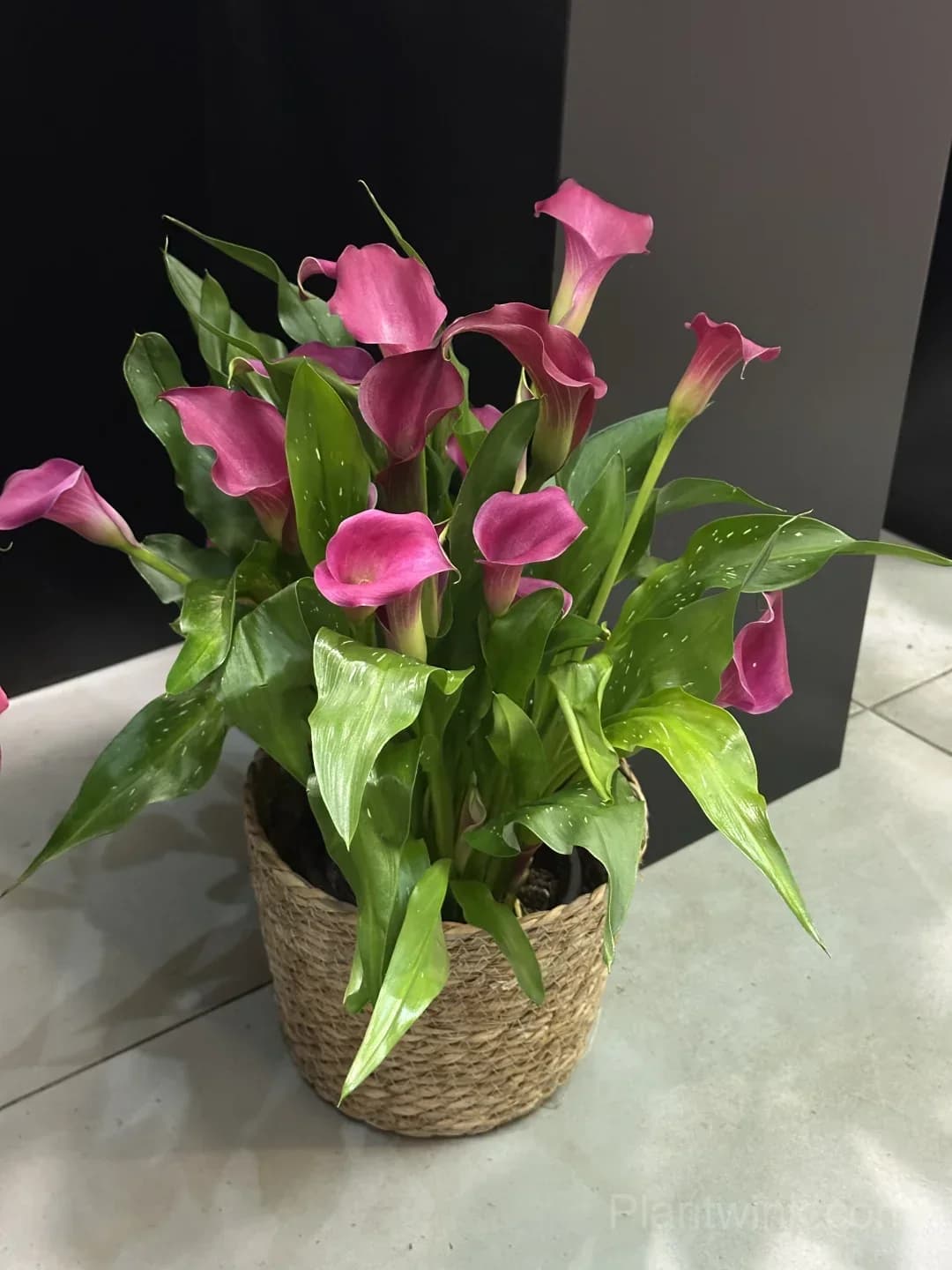 Calla Lily Bulbs – Elegant Trumpet-Shaped Blooms for Garden Beds, Patio Containers & Cut Flower Arrangements - View 8
