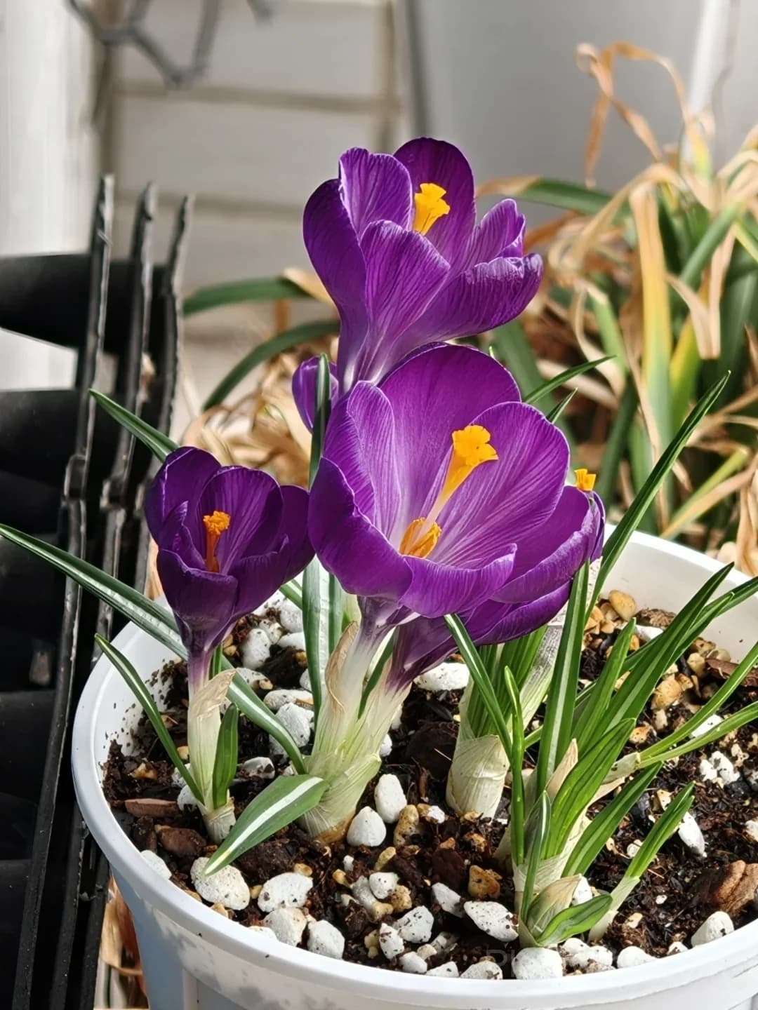 Jen Ifer review image 1