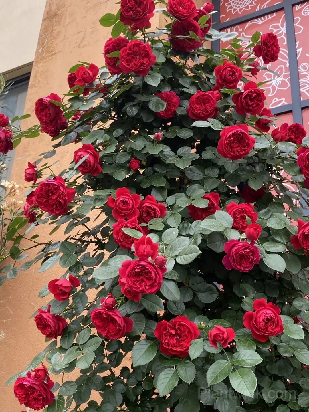 Florentina Rose Seeds – Climbing Red Roses for Garden, Trellis & Home Growing - View 1