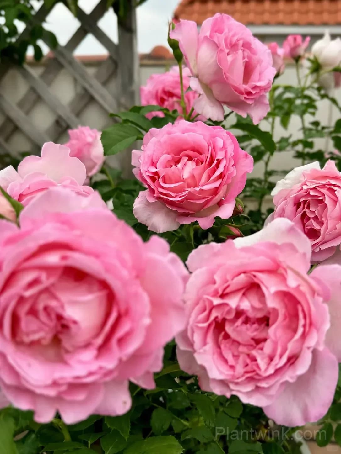 Pink Rose Seeds – Large Ruffled Double Roses for Garden, Patio & Home Growing - Main
