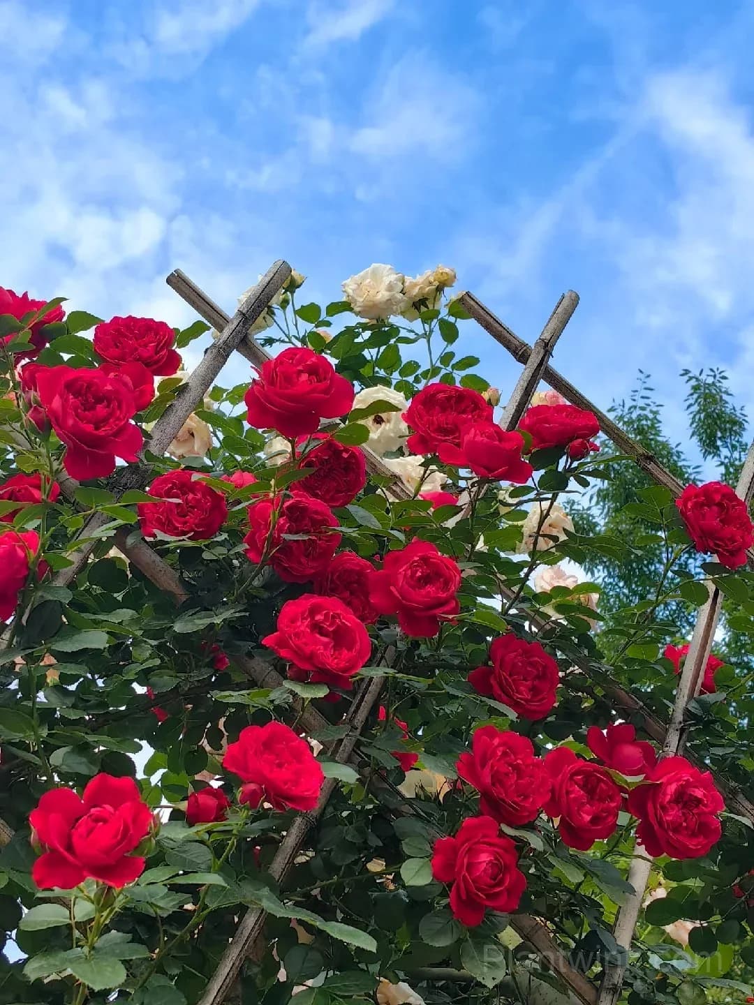 Florentina Rose Seeds – Climbing Red Roses for Garden, Trellis & Home Growing - View 6