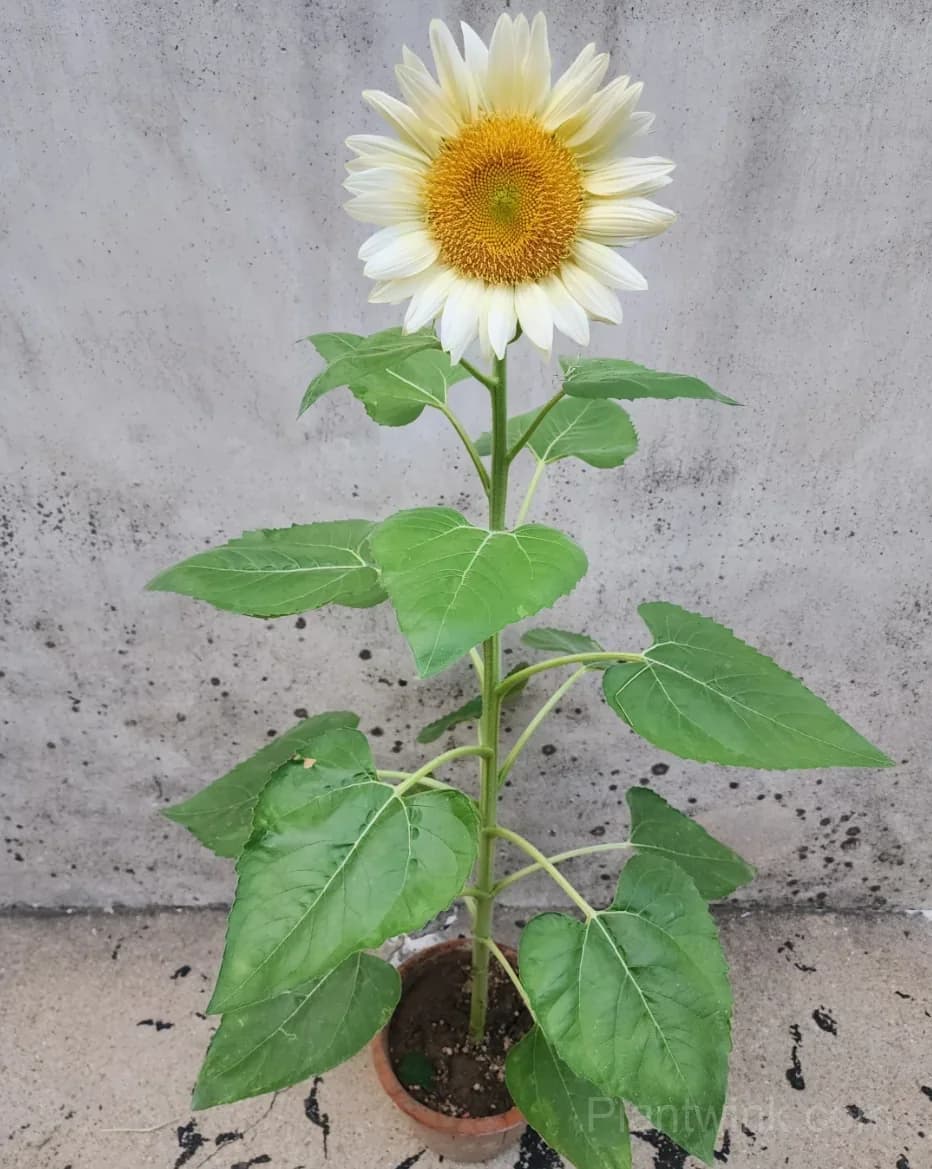 White Moonlight Sunflower Seeds – Elegant White Blooms, Easy to Grow & High Germination - View 2