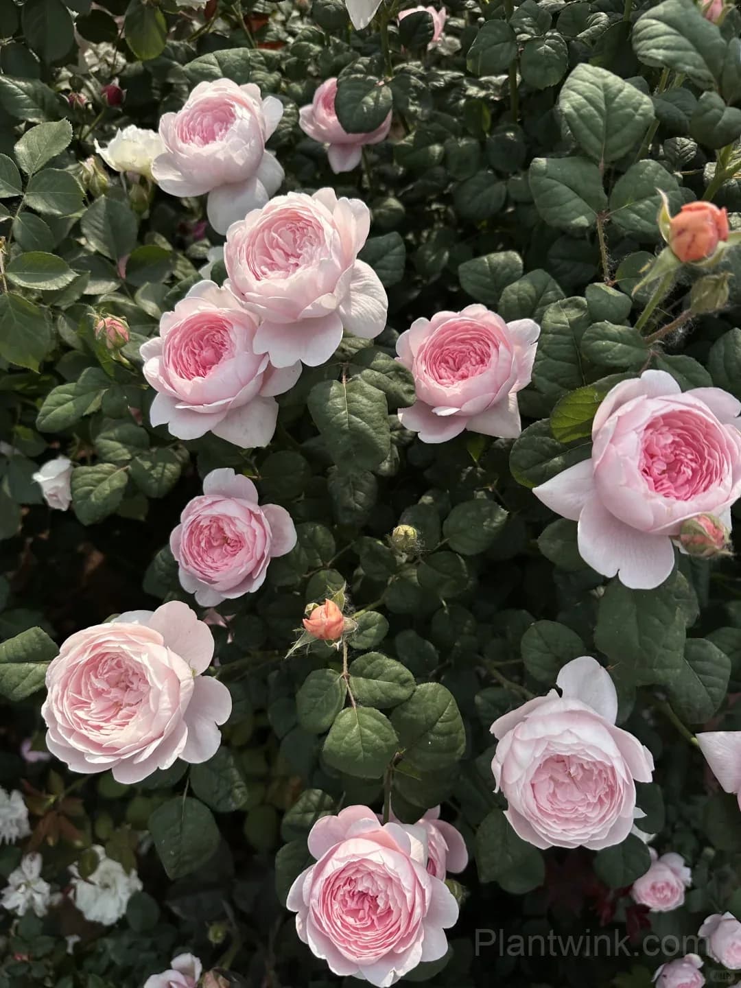 Queen of Sweden Rose Seeds – Soft Pink Roses for Garden, Patio & Home Growing - View 4