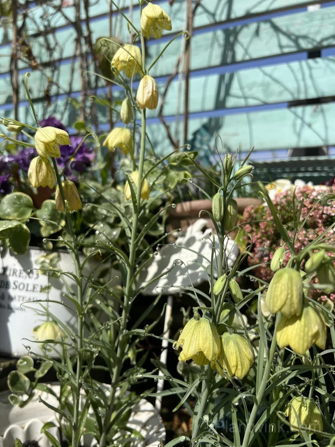 Fritillaria Thunbergii Bulbs – Rare Bell-Shaped Checkered Flowers for Woodland Gardens, Containers & Naturalized Landscapes - View 9