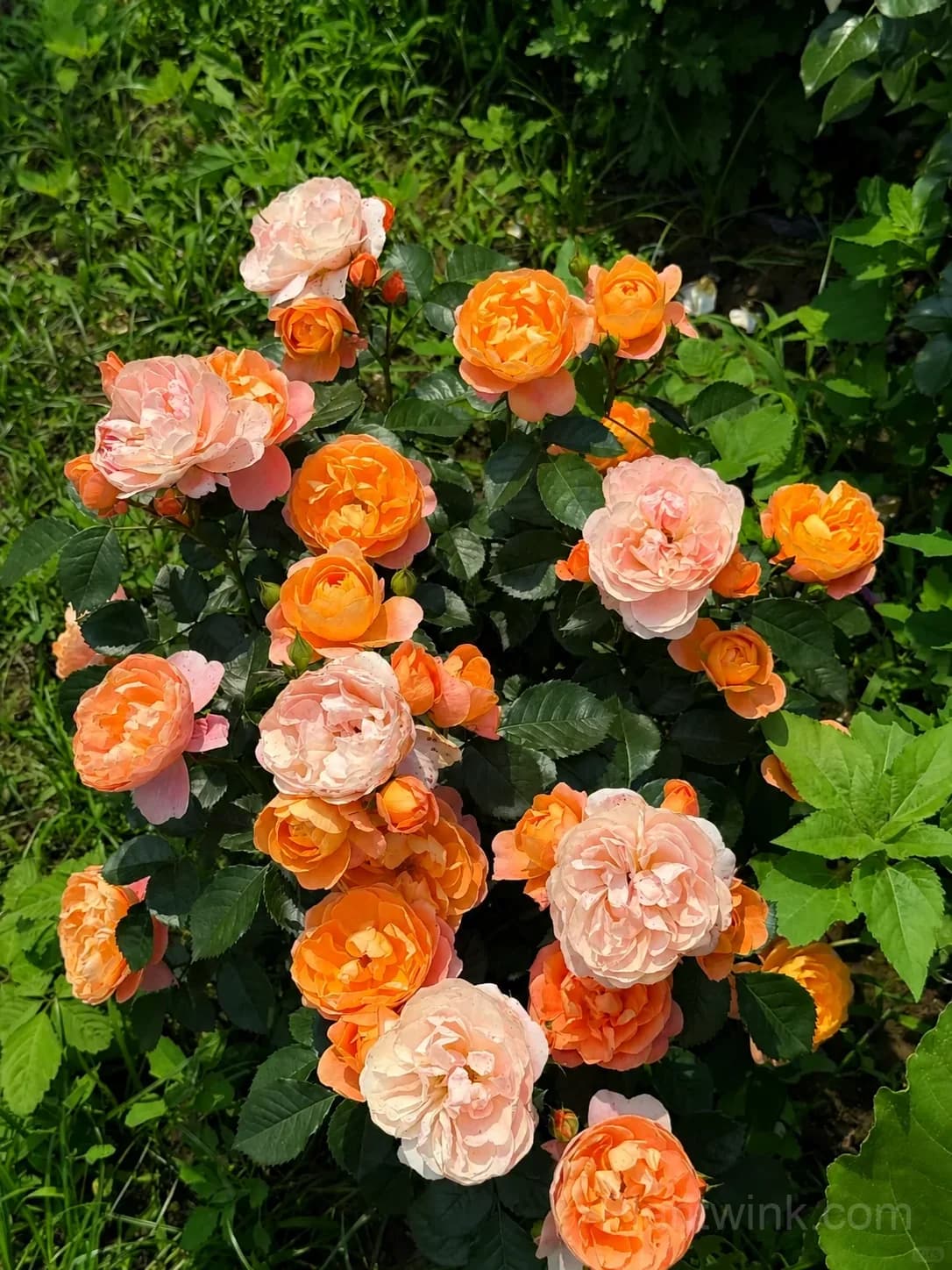 Orange Patio Rose Seeds – Vibrant Blooms, Compact Growth & Easy to Grow - View 5