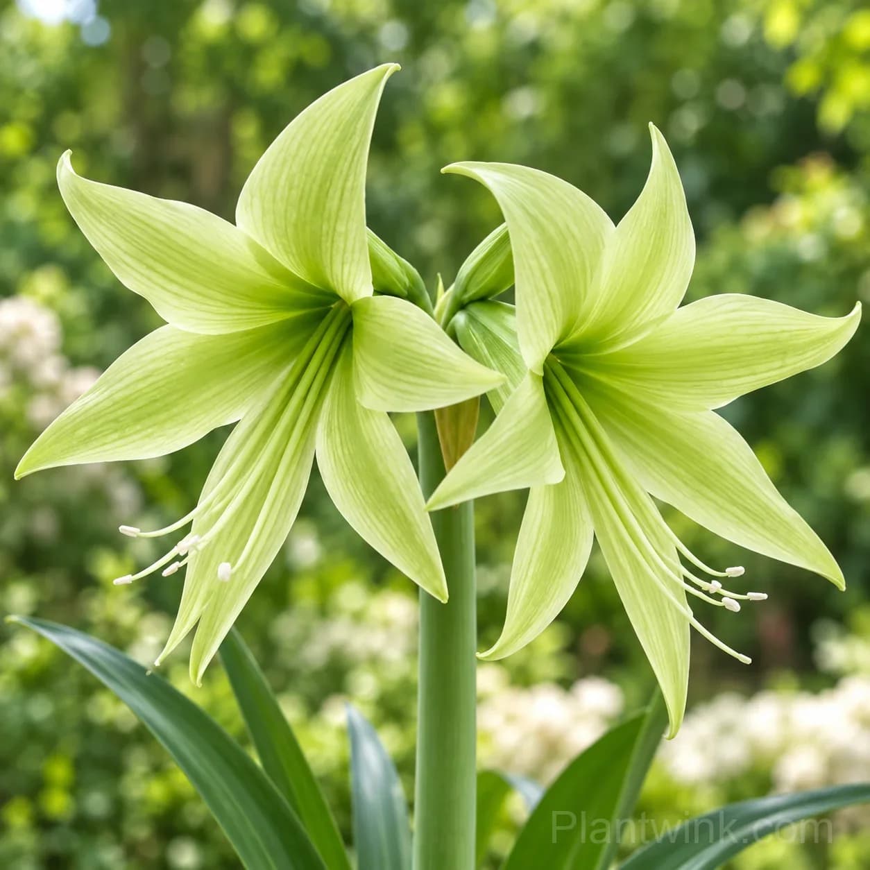 Rare Amaryllis Bulbs – 12 Stunning Varieties in One Complete Collection - View 6