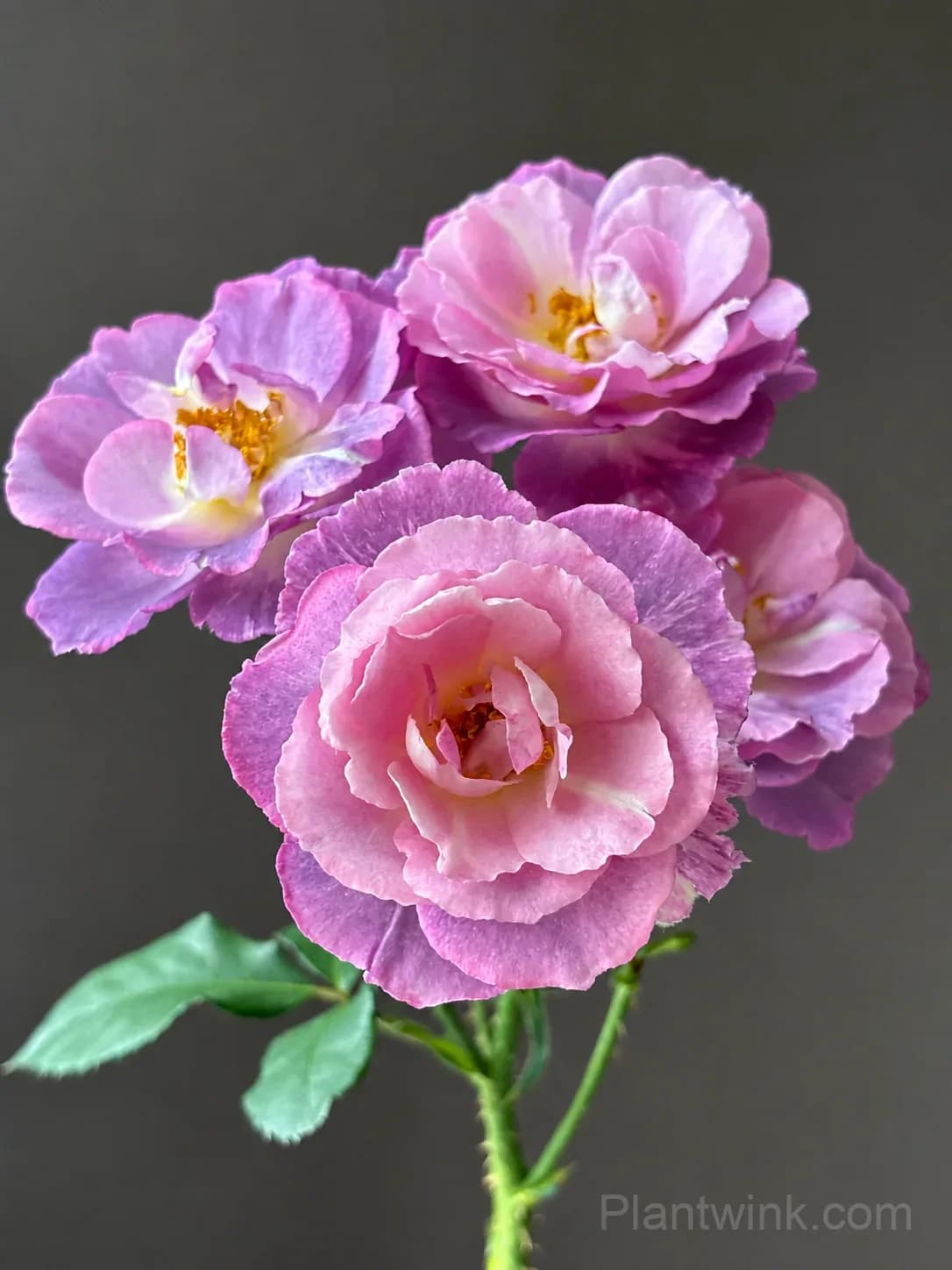 Blue Dream Rose Seeds – Beautiful Blue-Purple Blooms, Easy to Grow & Unique - Main