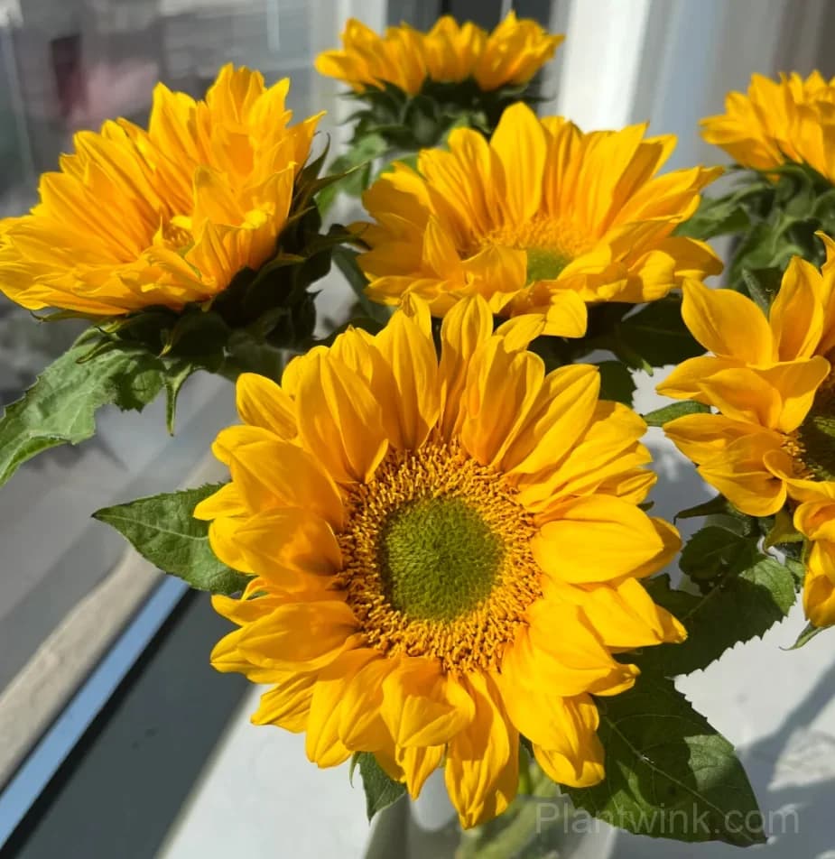 Green Center Sunflower Seeds – Unique Yellow Blooms, Easy to Grow & High Germination - View 5