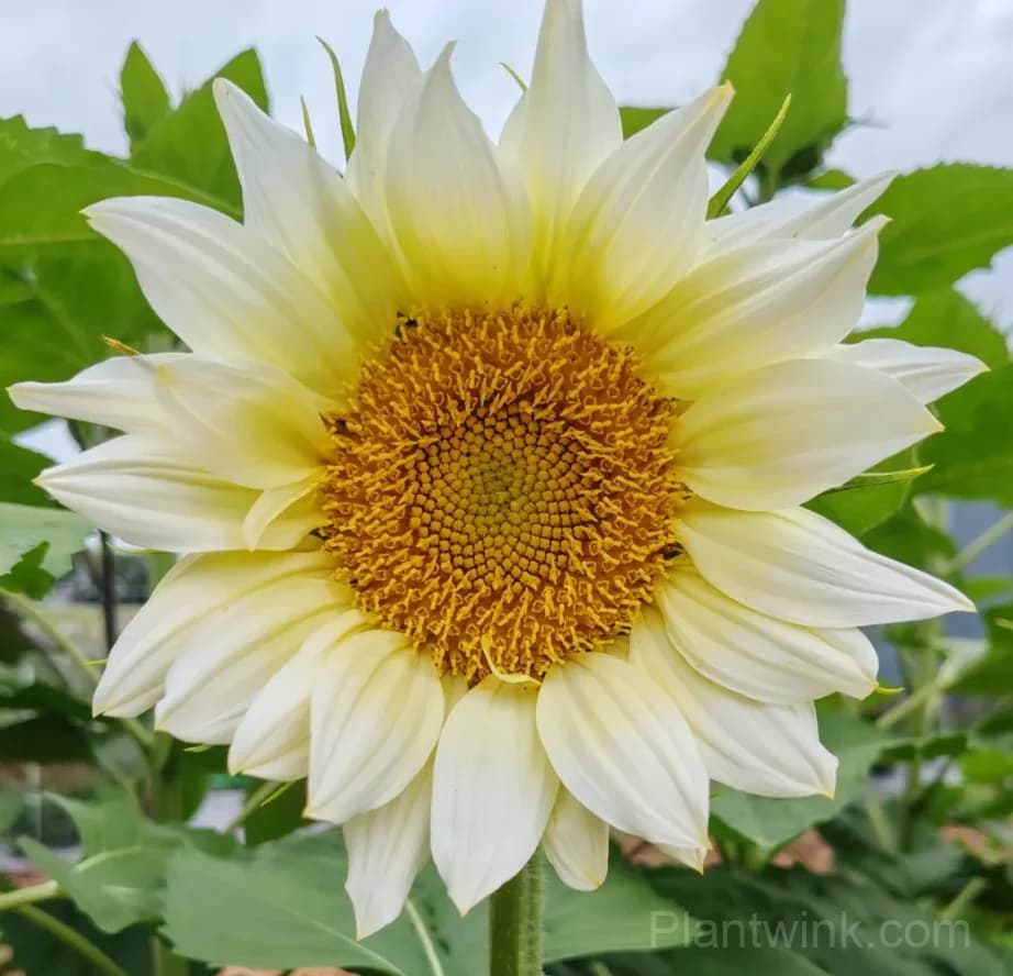 White Moonlight Sunflower Seeds – Elegant White Blooms, Easy to Grow & High Germination - Main