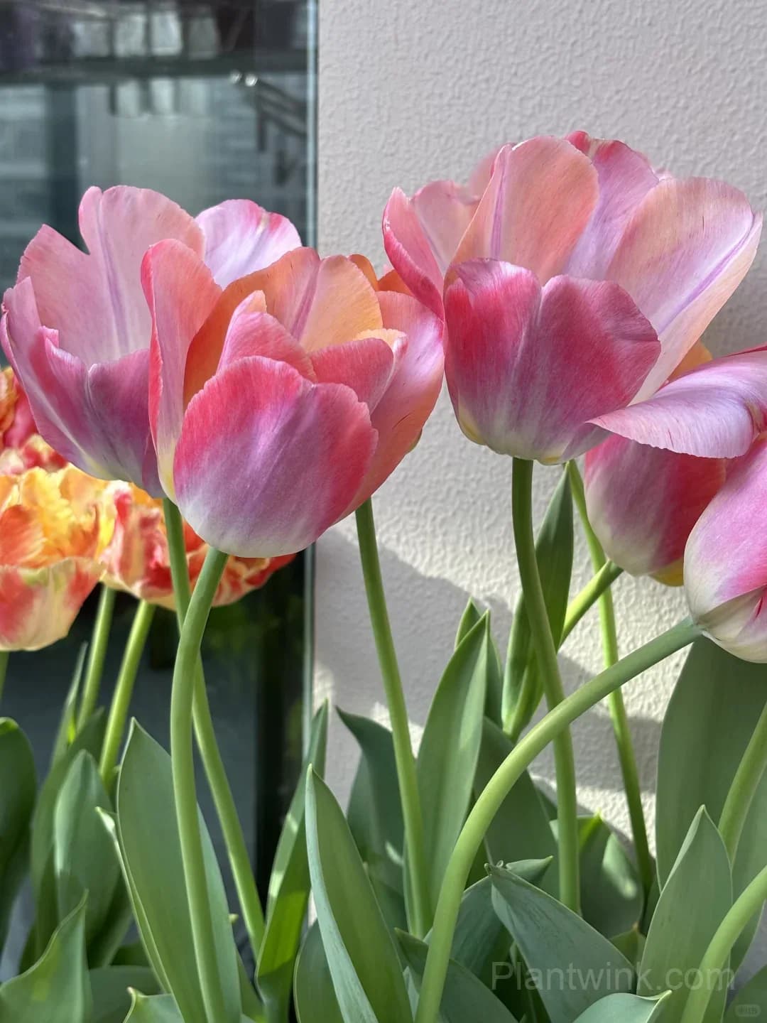 Peach Pink Tulip Bulbs – Coral Orange Flowering Tulips for Garden, Pots & Patio - View 11