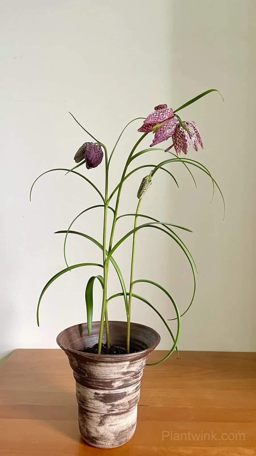Fritillaria Meleagris Bulbs – Unique Checkered Spring Flowers for Gardens, Containers & Naturalizing - View 3