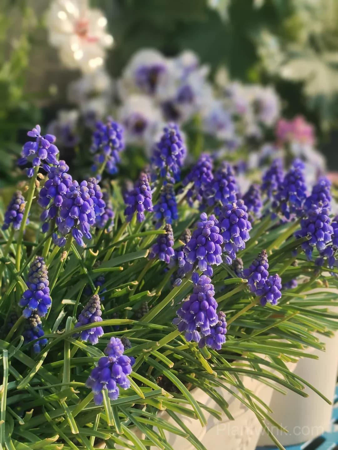 Grape Hyacinth Bulbs (Muscari) – Fragrant Blue Spring Flowers for Garden, Pots & Borders - View 5