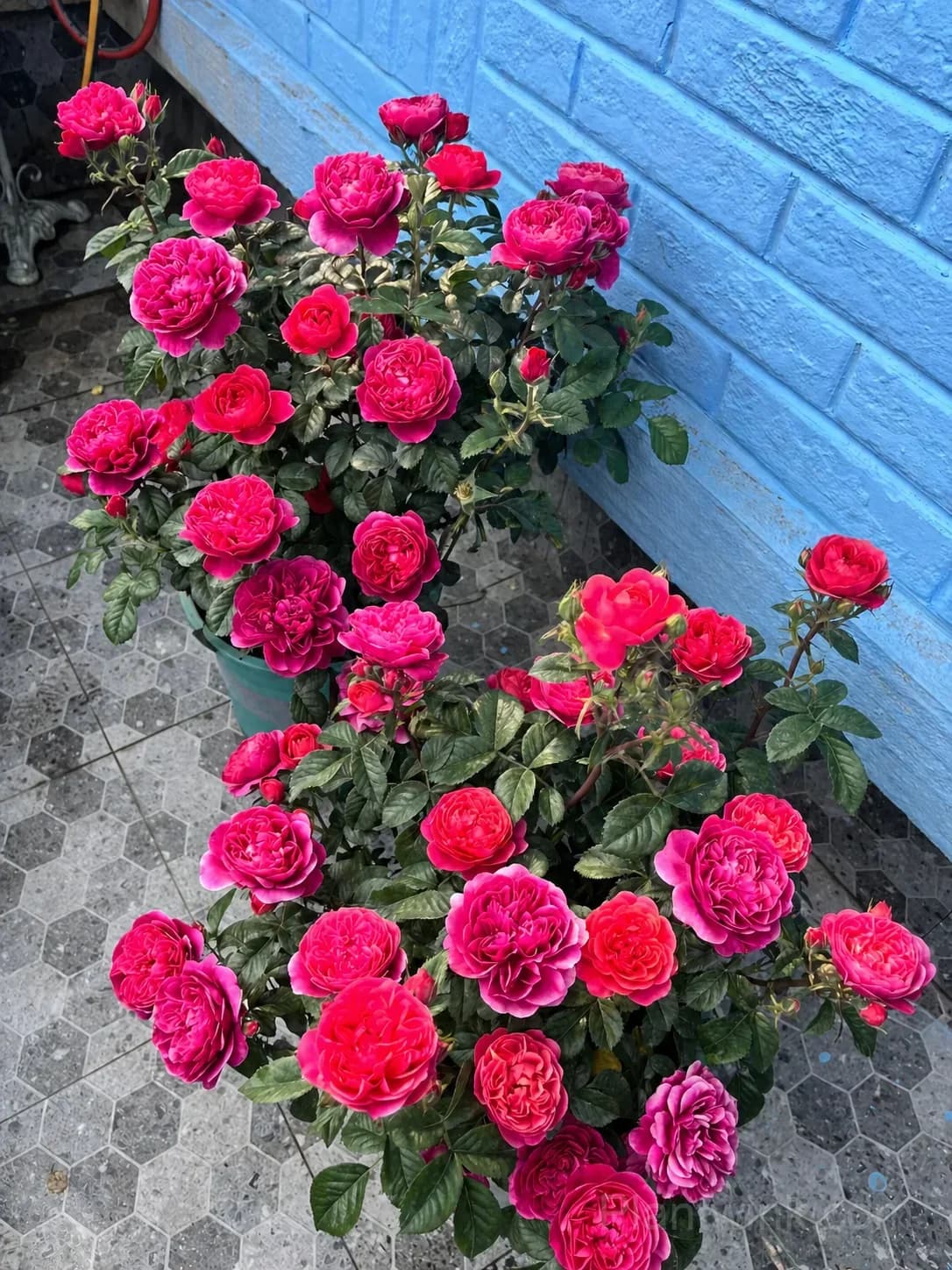 Vibrant Pink Patio Rose Seeds – Compact Growth, Beautiful Blooms & Easy to Grow - View 2