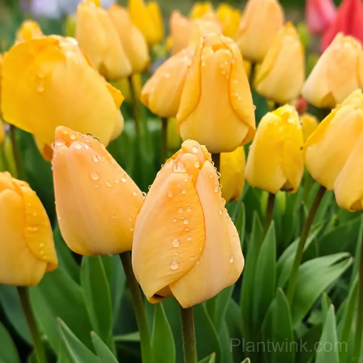 Golden Yellow Tulip Bulbs, Easy-Growing Spring Flowers for Garden & Pots - Main