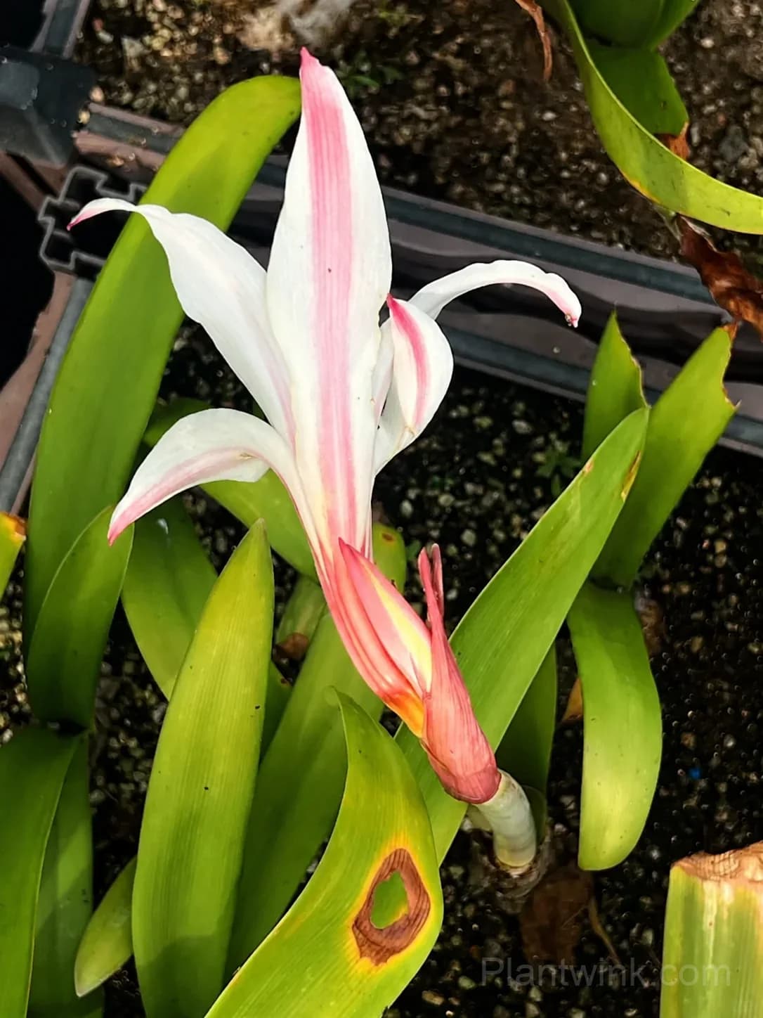 White Amaryllis Bulbs – Elegant White Blooms, Easy to Grow & Reblooming - View 4