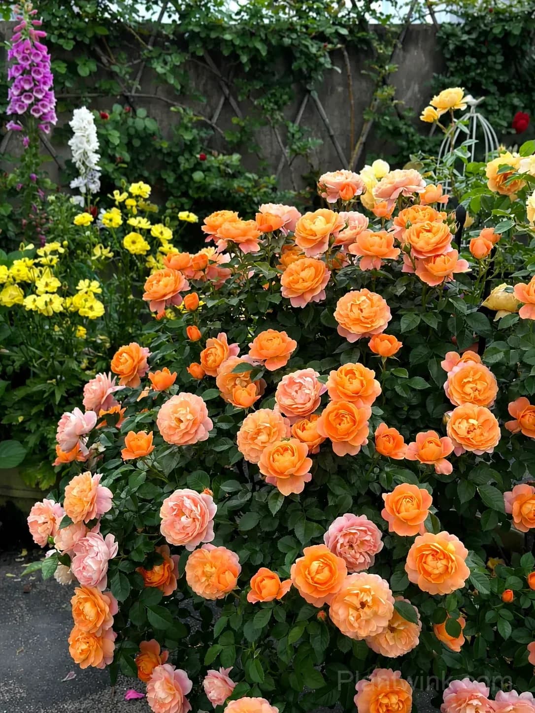 Orange Patio Rose Seeds – Vibrant Blooms, Compact Growth & Easy to Grow - View 4