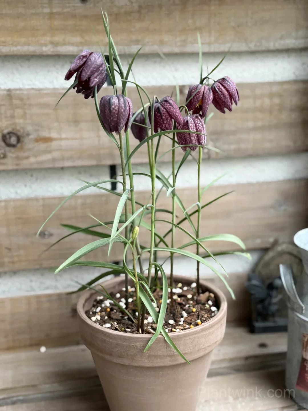 Fritillaria Meleagris Bulbs – Unique Checkered Spring Flowers for Gardens, Containers & Naturalizing - Main