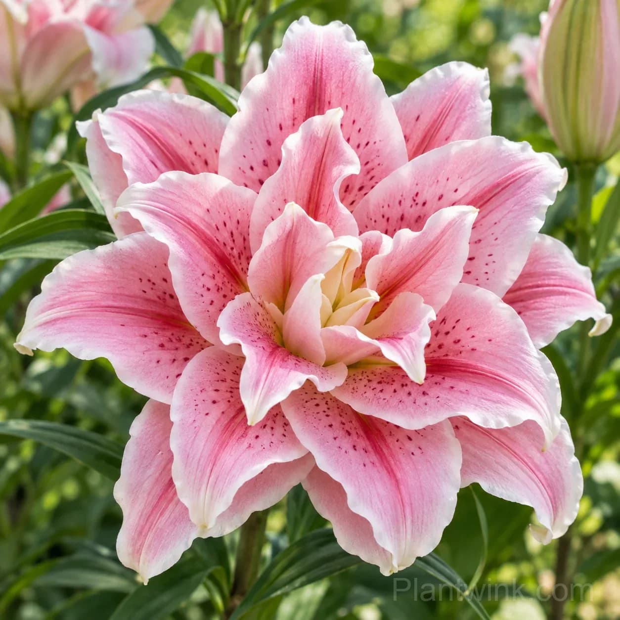 Rare Double Lily Bulbs – 6 Stunning Varieties in One Beautiful Collection - View 5