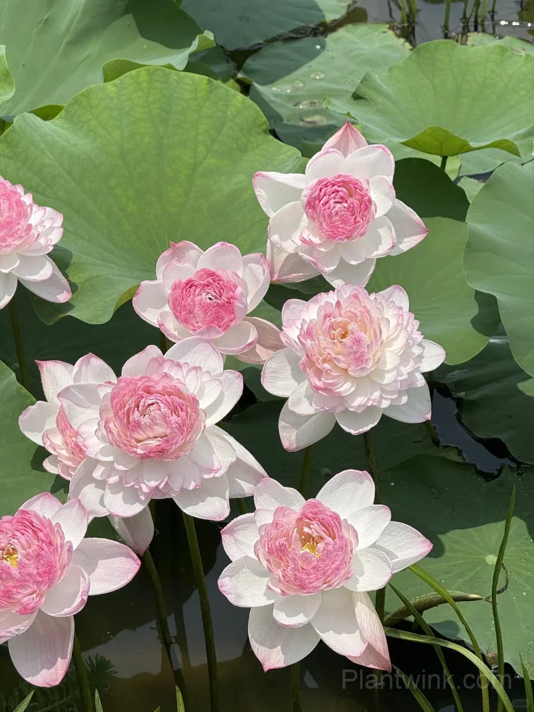 Giant Lotus Rhizomes – Stunning Large Bowl-Sized Blooms for Ponds, Water Gardens & Large Containers - View 4