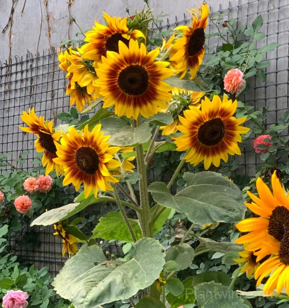 Multicolor Branching Sunflower Seeds – Colorful Multiple Blooms, Easy to Grow & High Germination - Alt