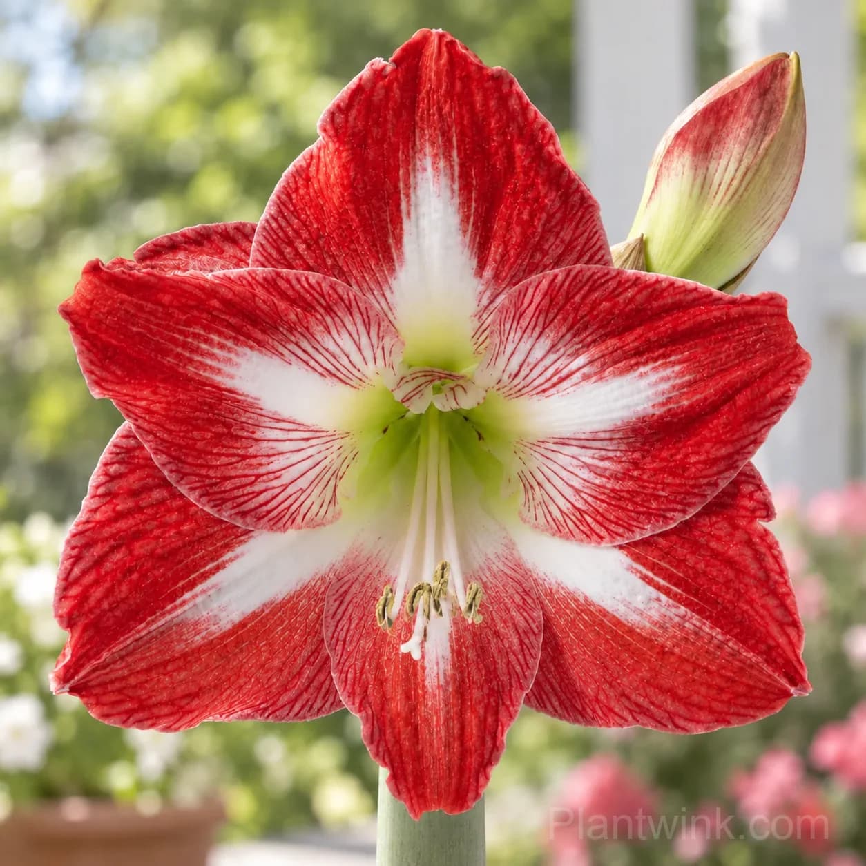 Rare Amaryllis Bulbs - View 4