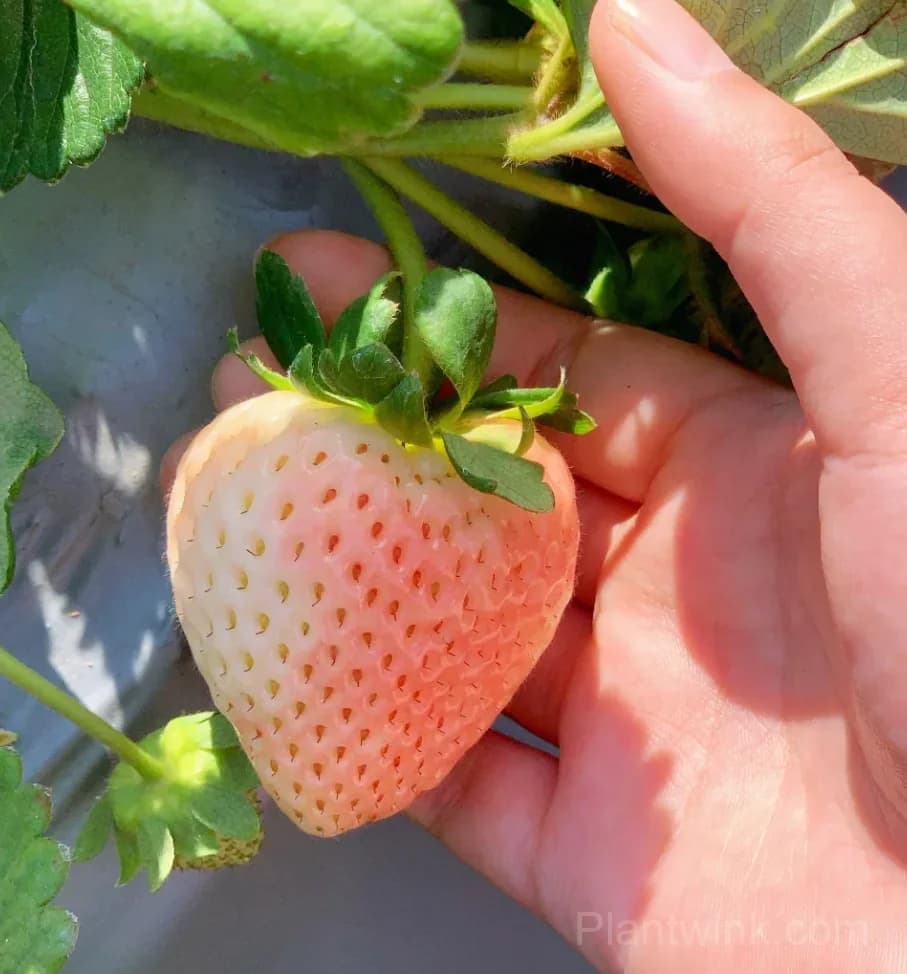 Fenyu Pink Strawberry Seeds – Sweet, Juicy & Easy to Grow - View 5