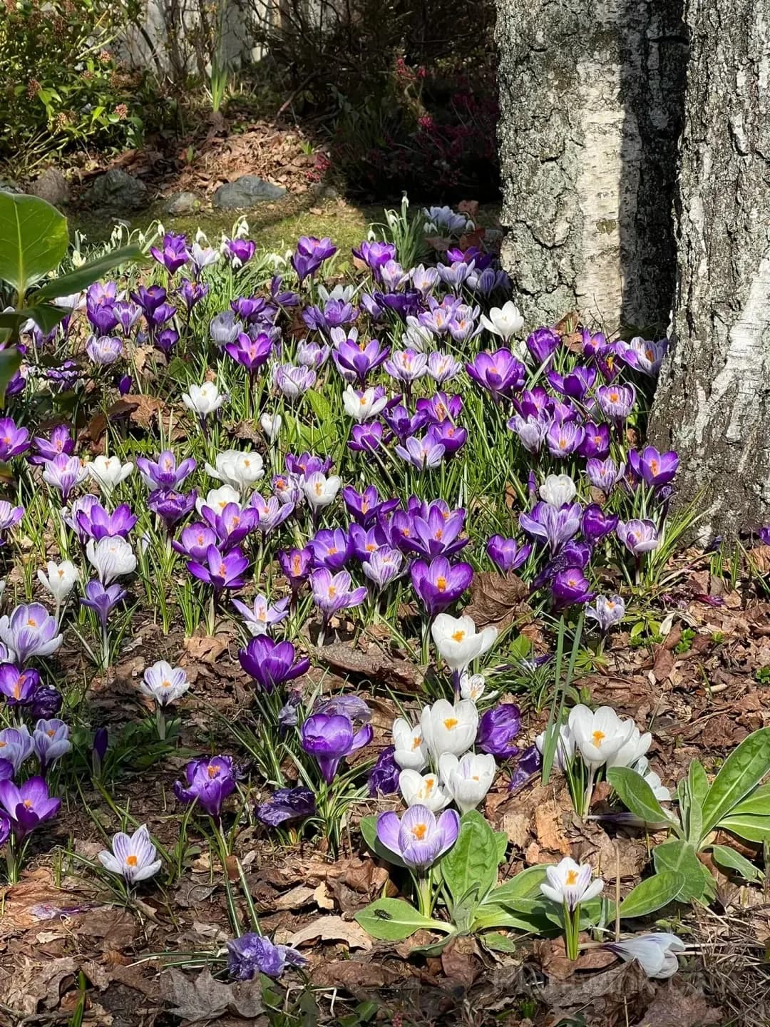 Crocus Bulbs – Colorful Spring Flowers for Garden, Pots & Landscaping - View 5