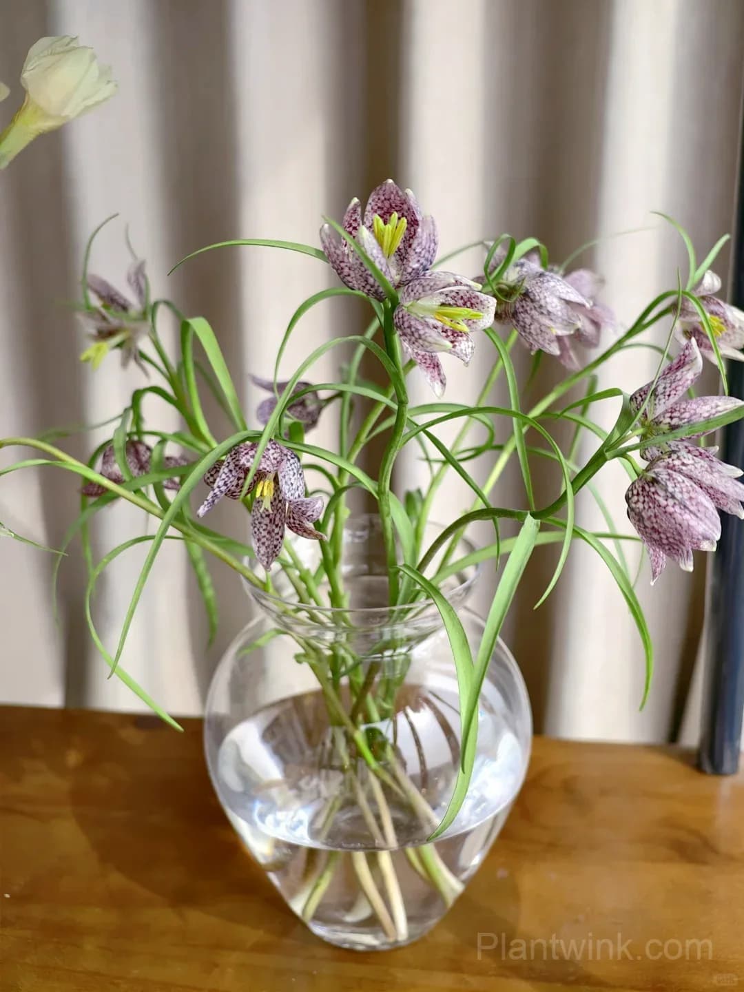 Fritillaria Meleagris Bulbs – Unique Checkered Spring Flowers for Gardens, Containers & Naturalizing - View 11