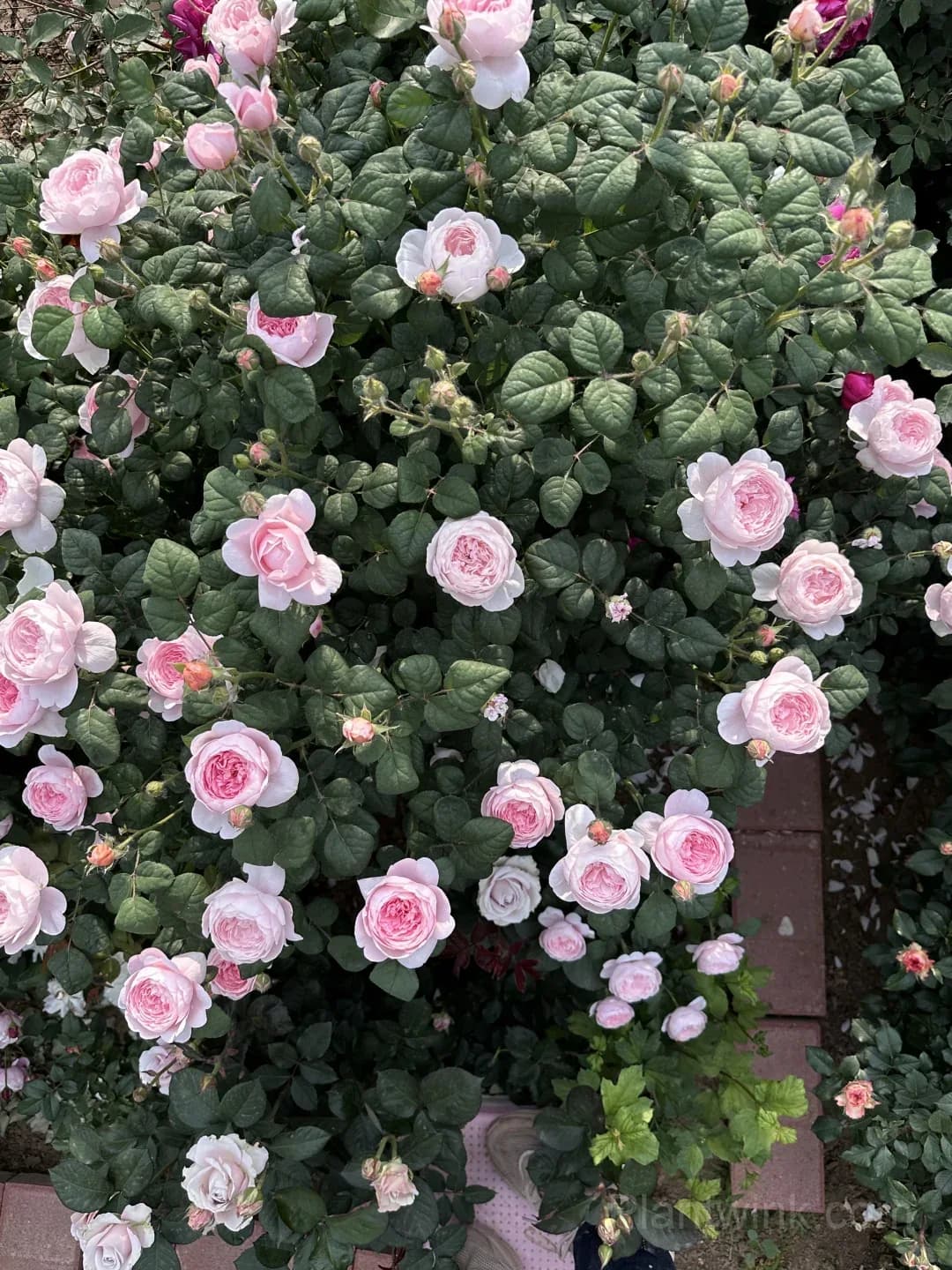 Queen of Sweden Rose Seeds – Soft Pink Roses for Garden, Patio & Home Growing - View 6