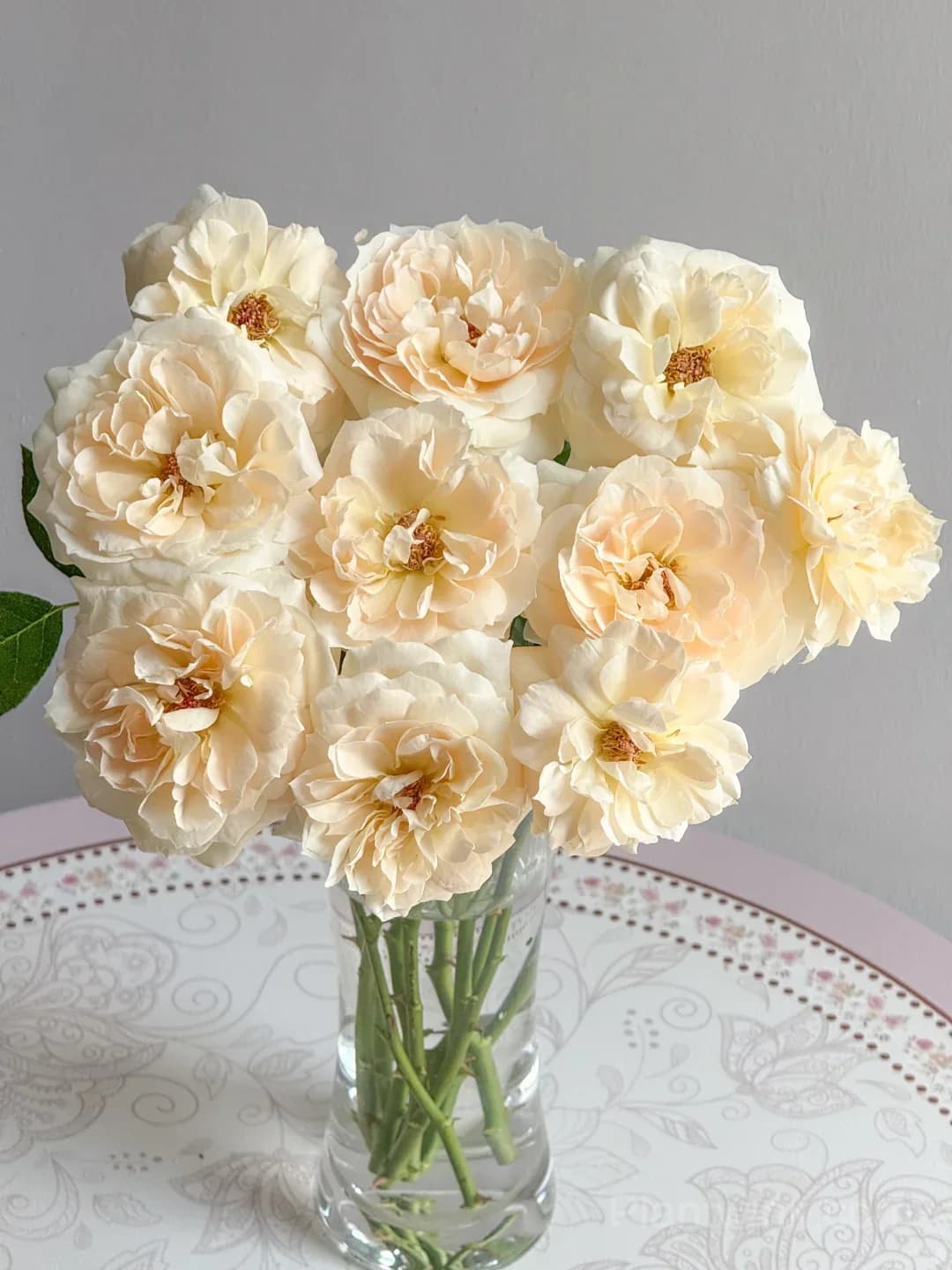 Opera Queen Rose Seeds - Cream & Apricot Bicolor Shrub Rose, Fragrant Citrus Scent - View 3
