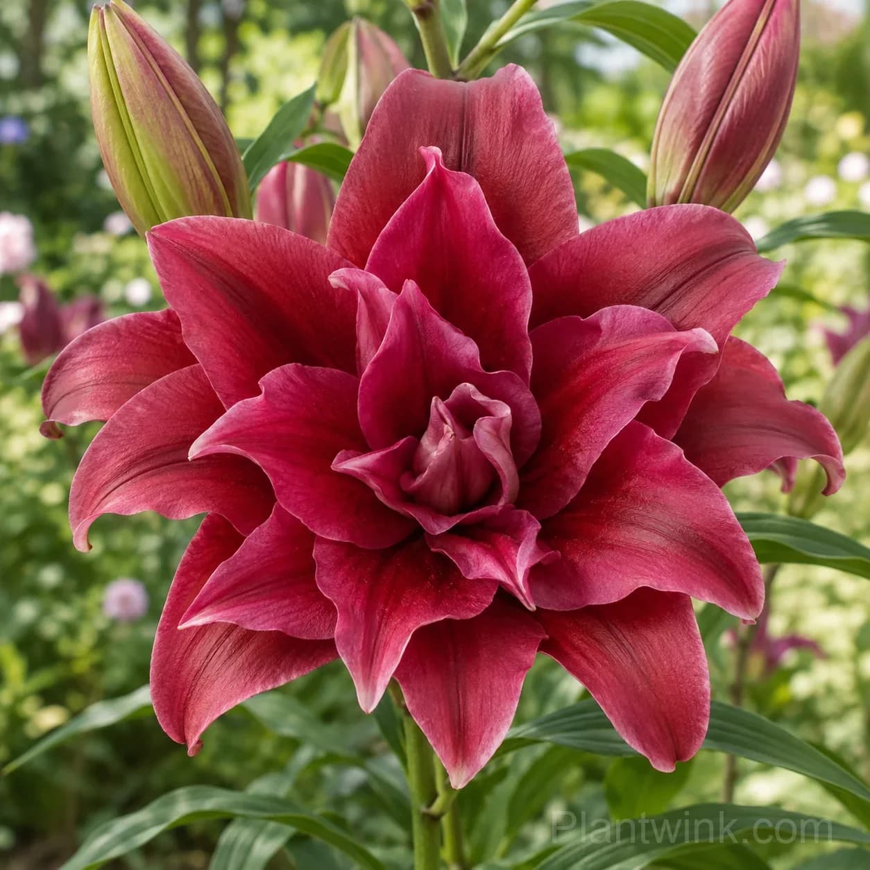 Rare Double Lily Bulbs – 6 Stunning Varieties in One Beautiful Collection - View 6
