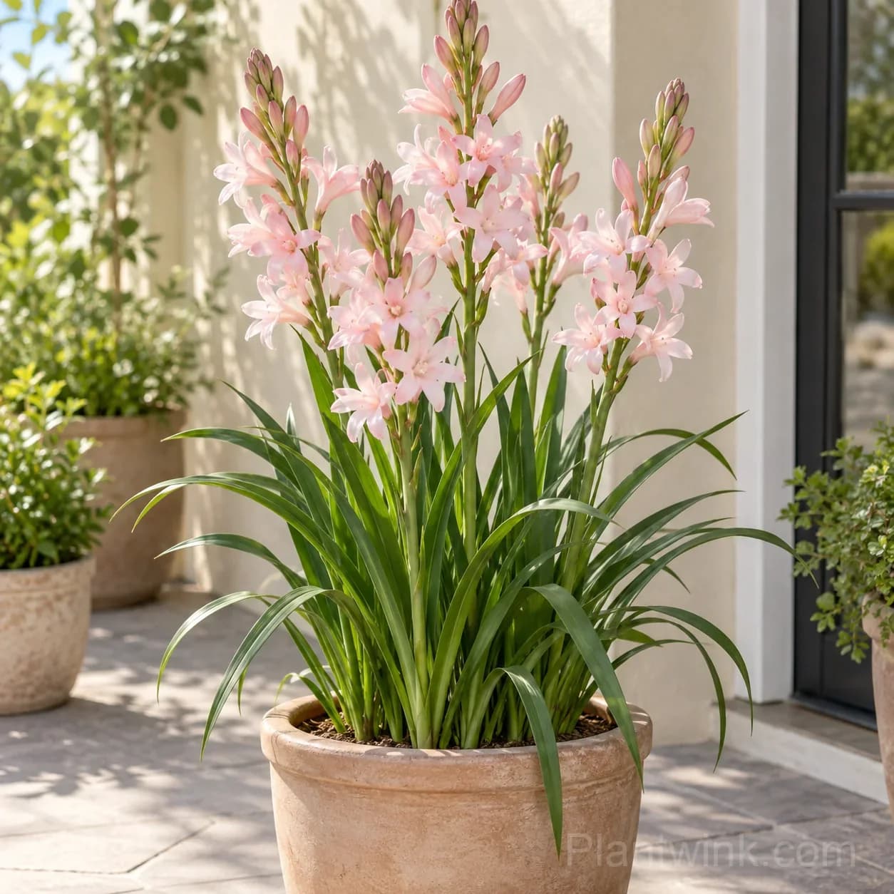 Fragrant Tuberose Bulbs – 6 Beautiful Varieties in One Collection - View 6