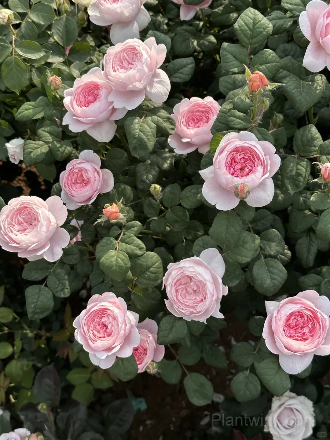 Queen of Sweden Rose Seeds – Soft Pink Roses for Garden, Patio & Home Growing - View 1