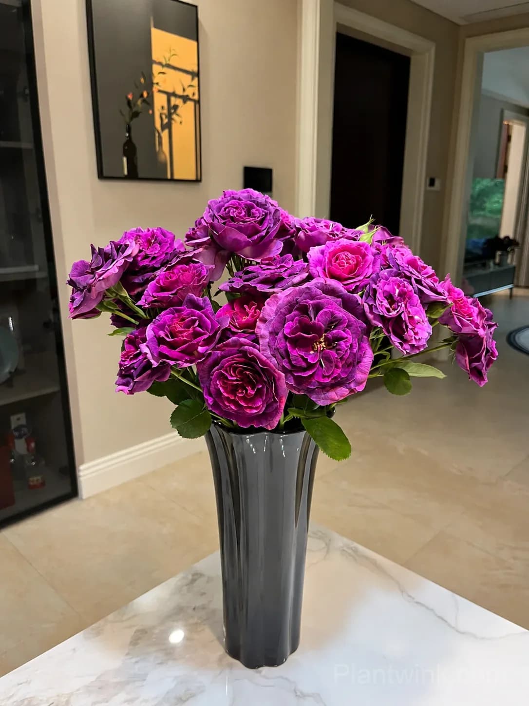 Purple Magenta Rose Seeds – Large Double Blooms, Easy to Grow - View 3