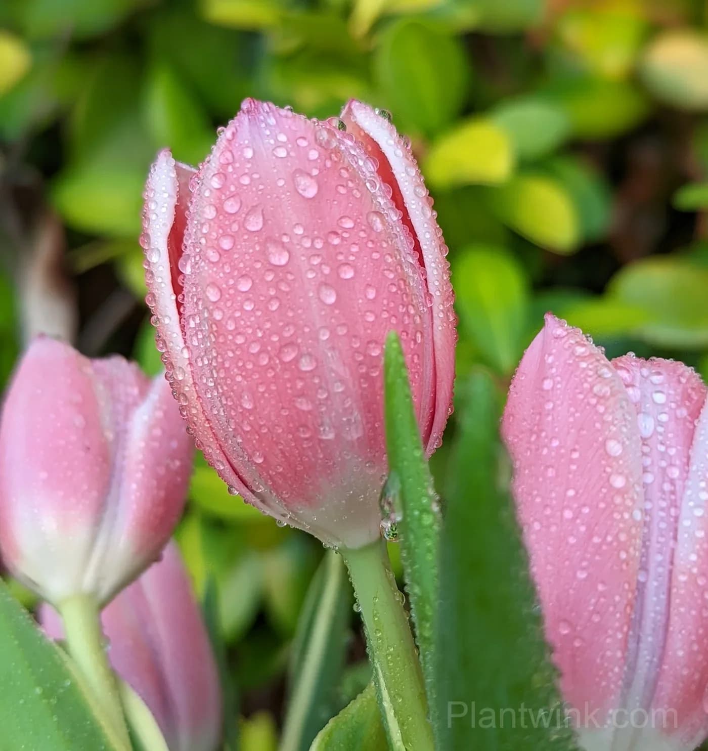 Pink Tulip Bulbs, Easy-Growing Spring Flowers for Garden & Containers - Alt