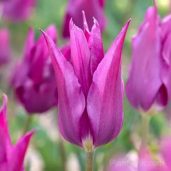 Purple Lily-Flowered Tulip Bulbs – Elegant Pointed Petals - Alt